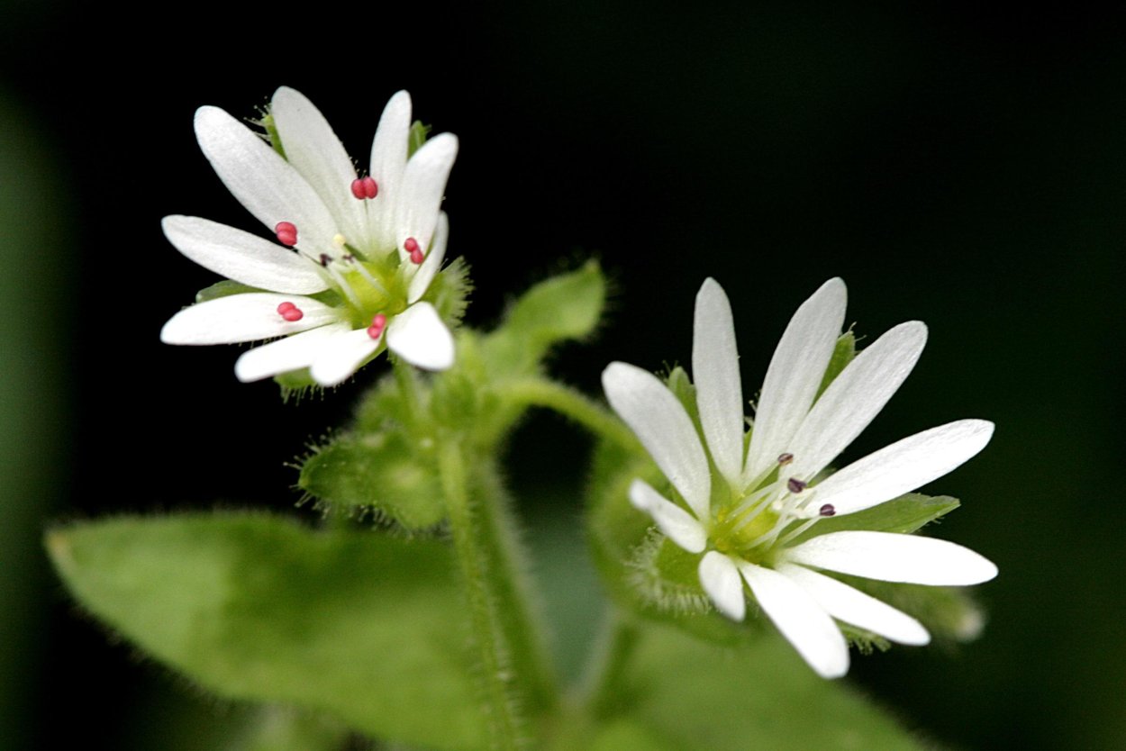Звездчатка Мартьянова