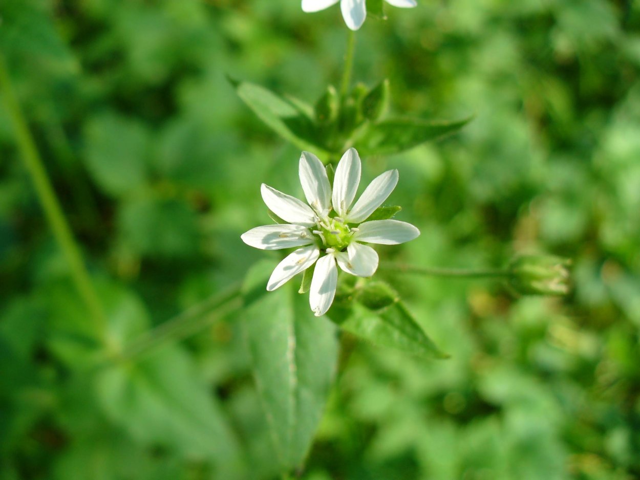 Мокрица трава