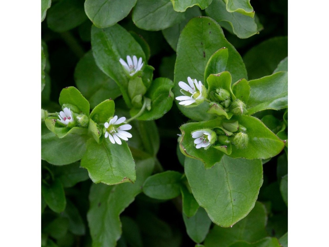 Звездчатка средняя мокрица