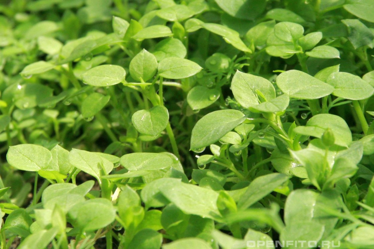 Звездчатка стелющаяся Stellaria decumbens