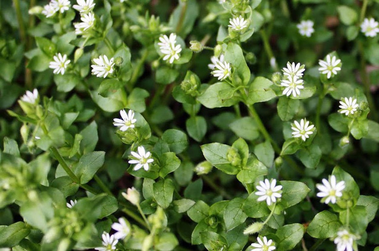 Звездчатка Лесная Stellaria nemorum