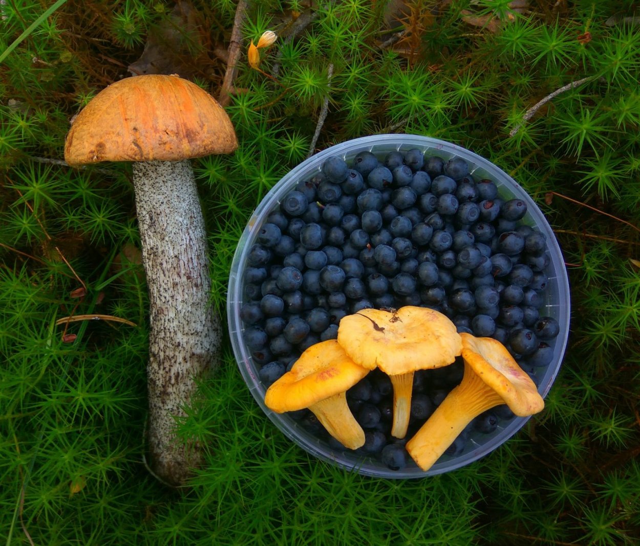 Черника и лисички