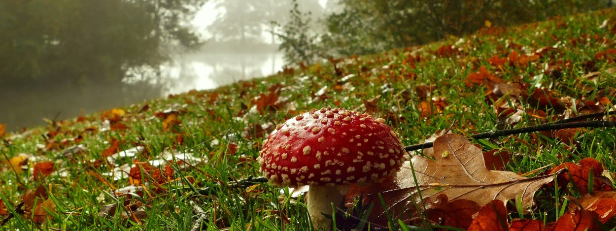 Осенние обои на компьютер уютные