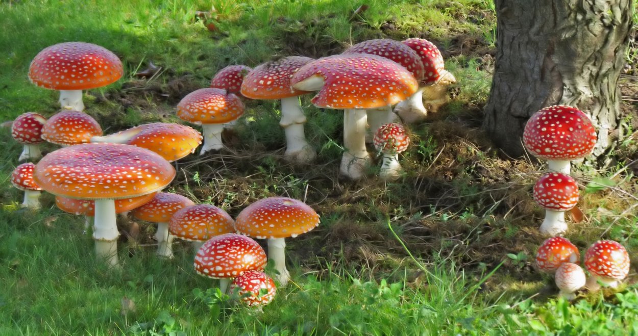 Поляна мухоморов