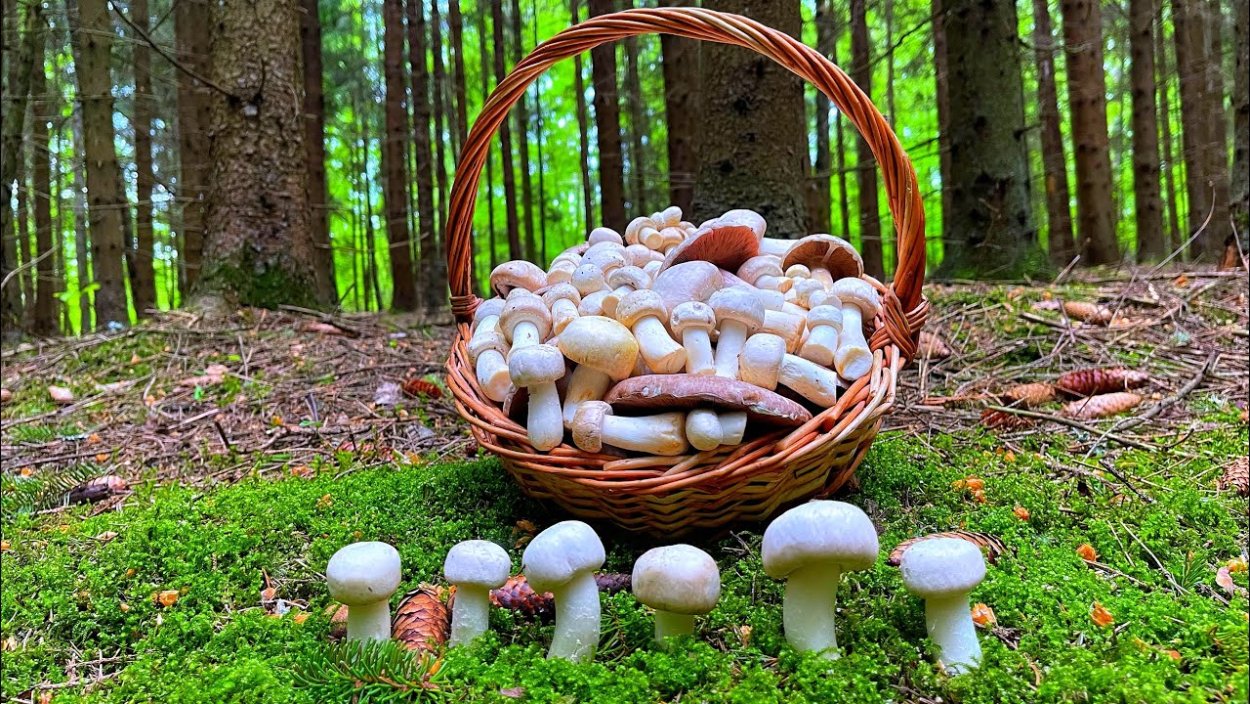 Грибная Поляна в Подмосковье