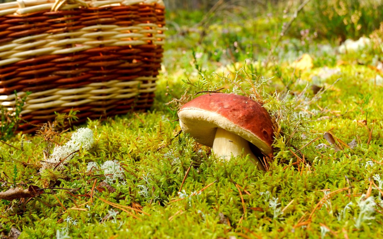 Белые грибы Поляна