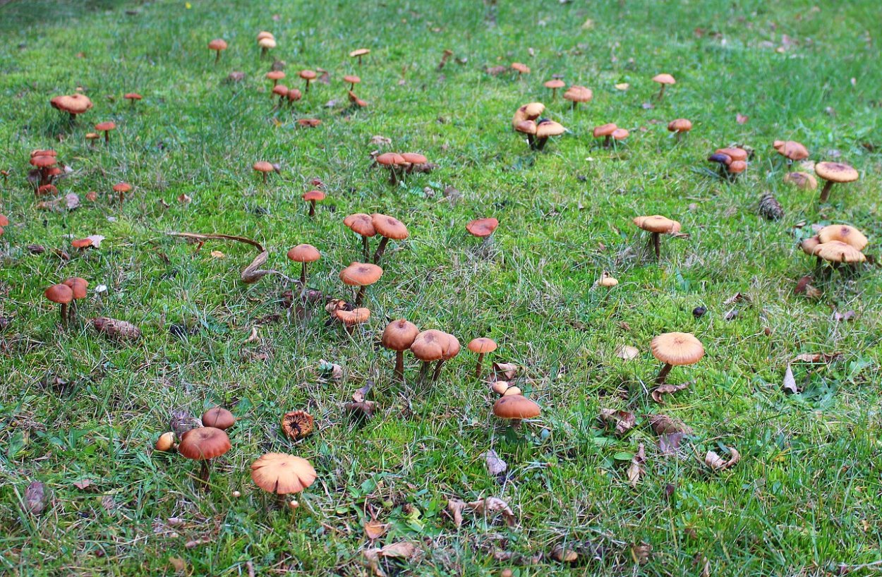 Грибы на Поляне