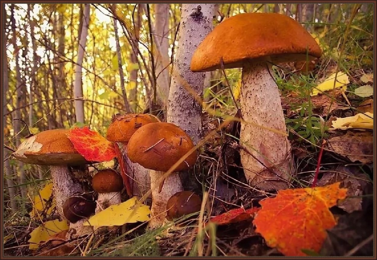Осень грибы