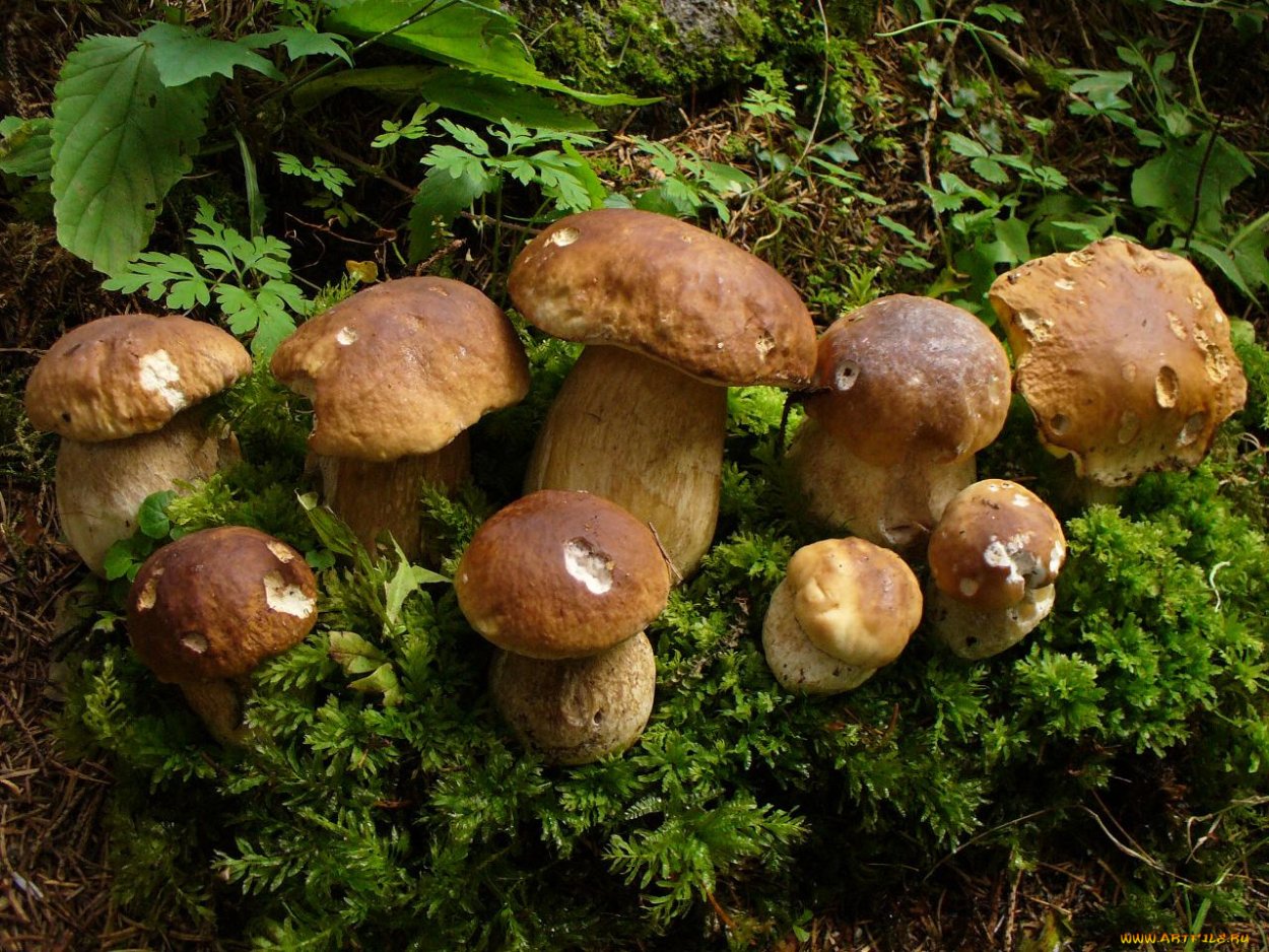 Поляна белых грибов