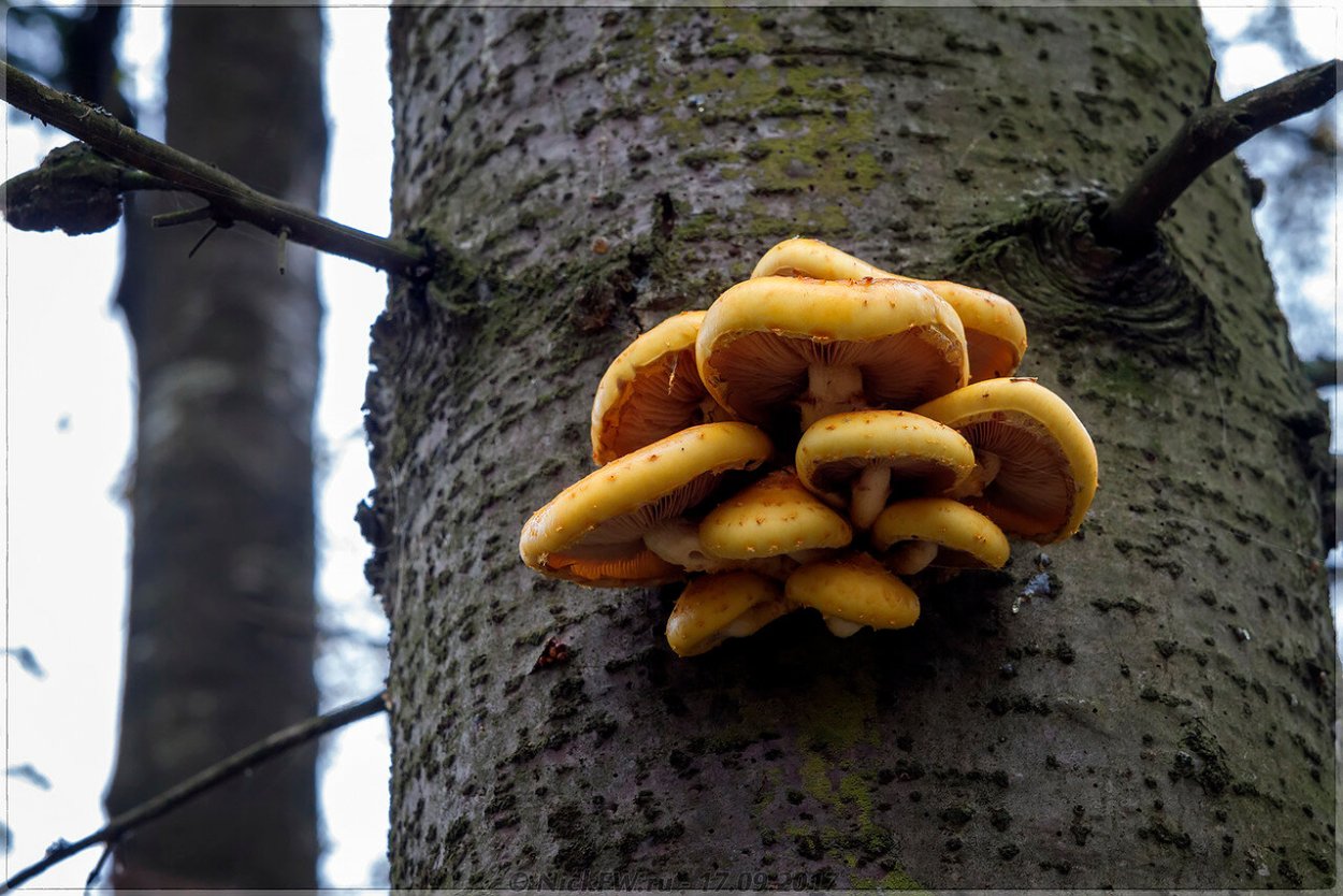 Царский гриб в Абхазии