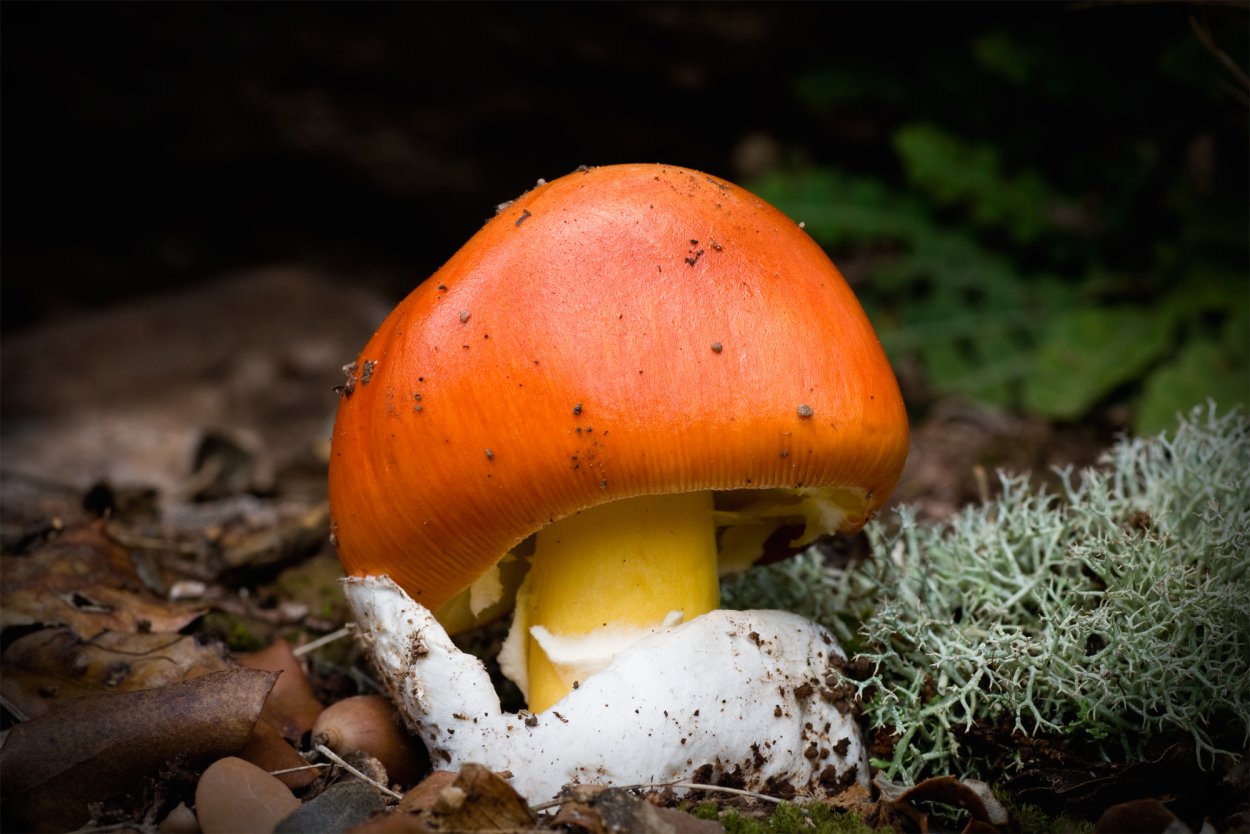 Грибы в коконе