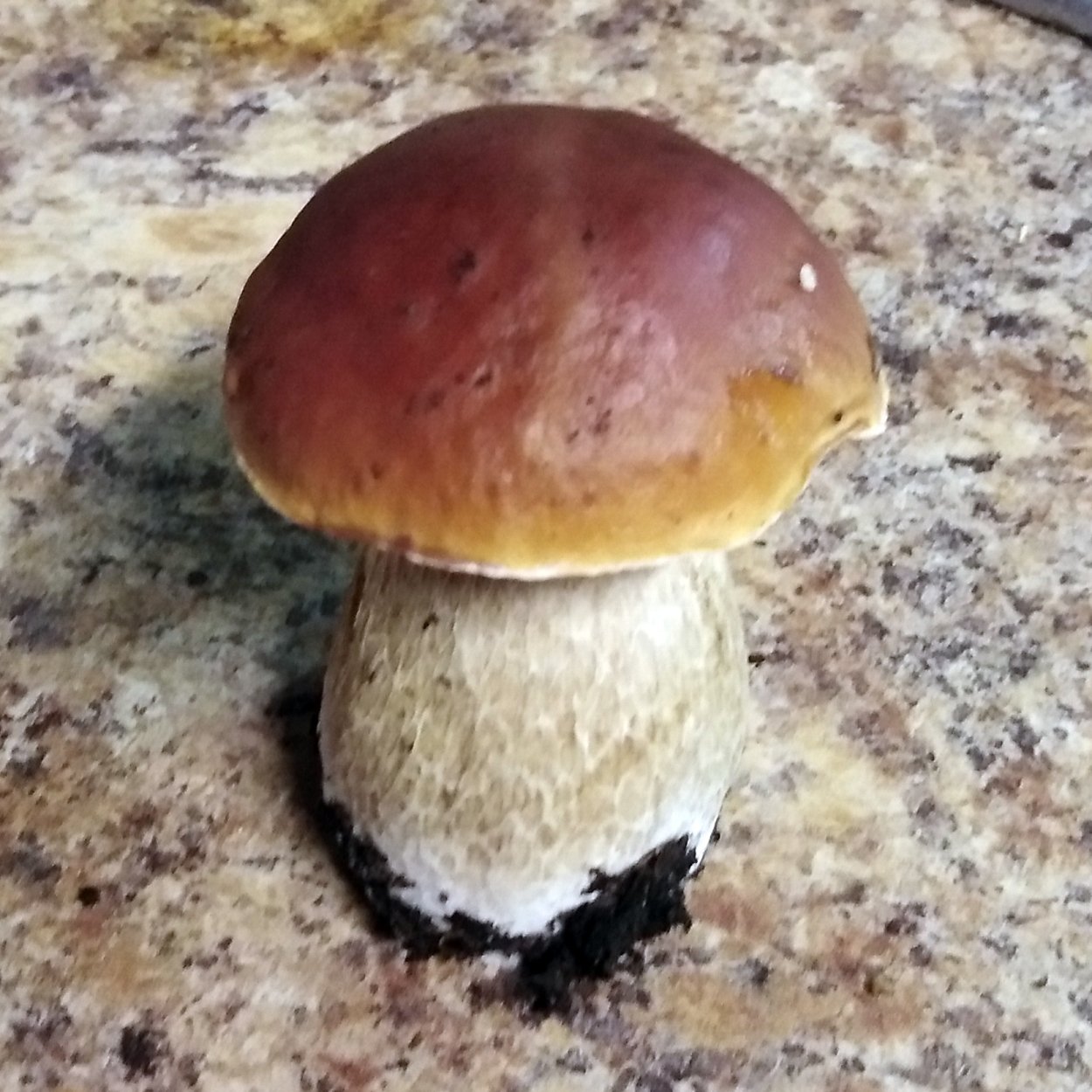 Цезарский гриб Дальневосточный