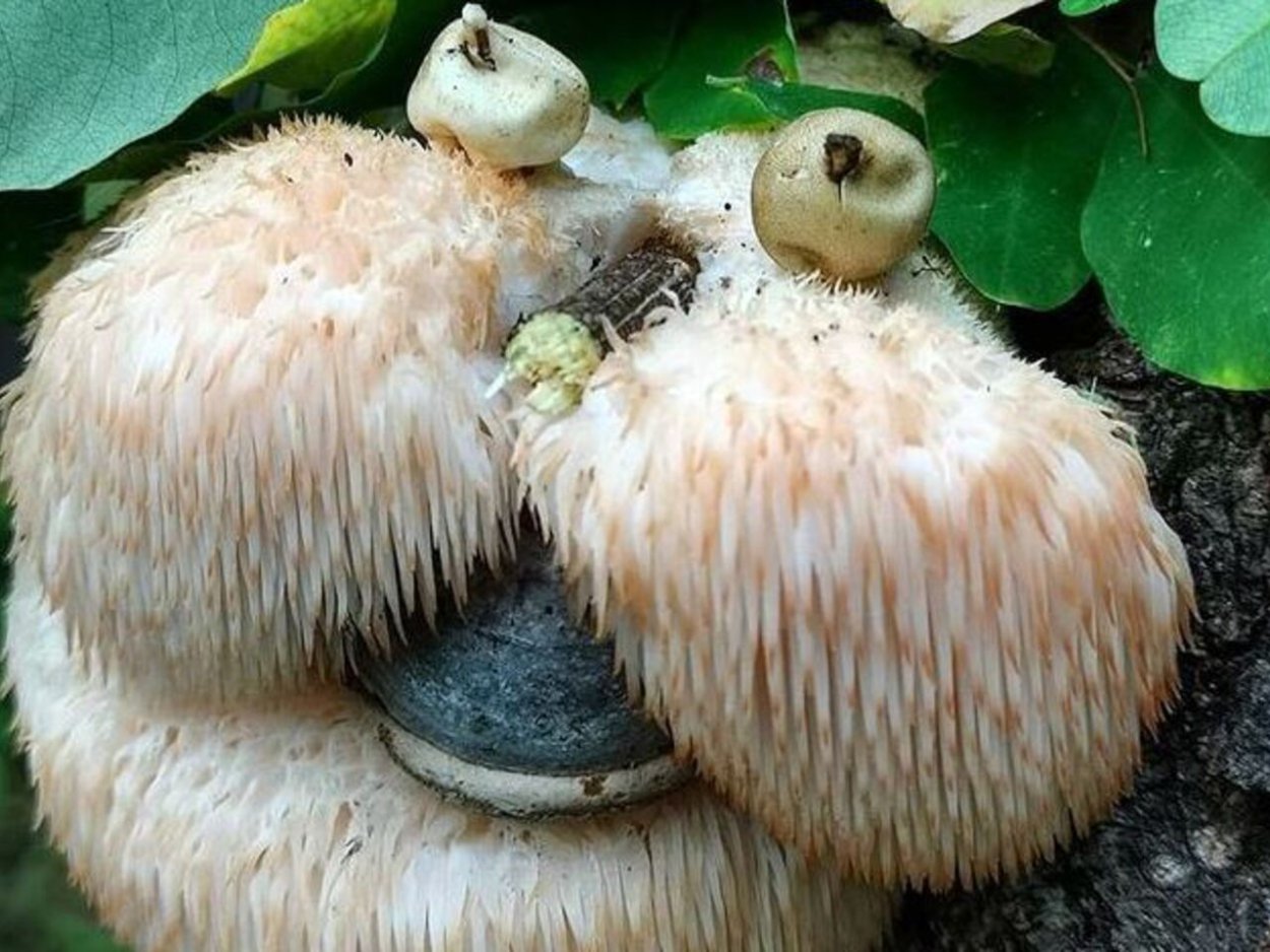 Королевский Рыжик