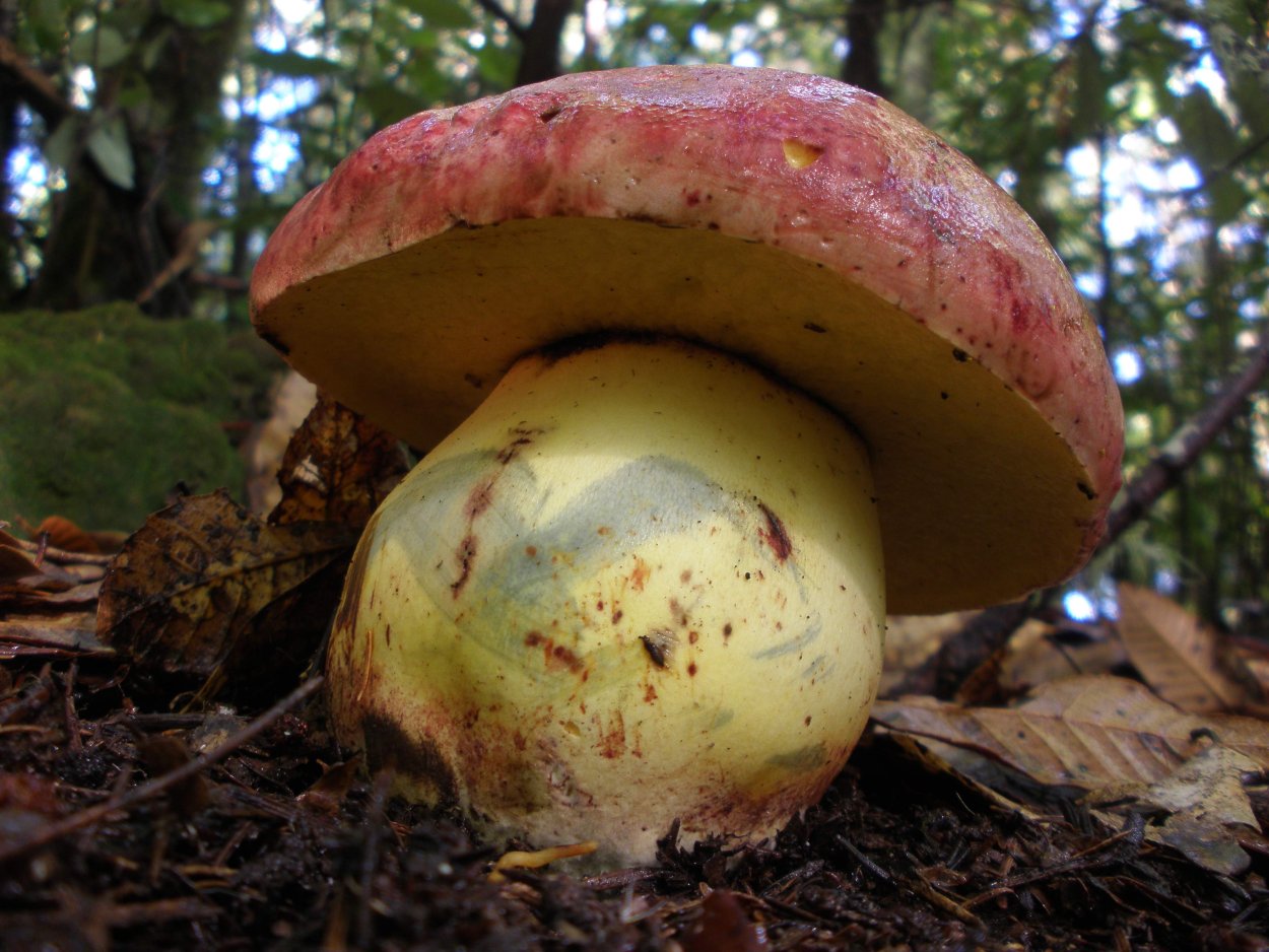 Царский гриб Дальневосточный