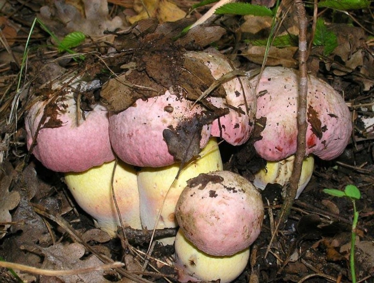 Опята Королевские и чешуйчатка