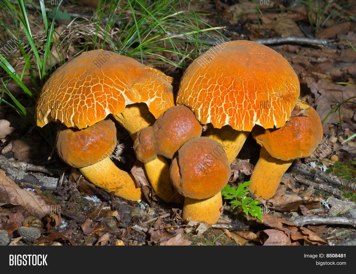 Боровик Волчий Boletus Lupinus