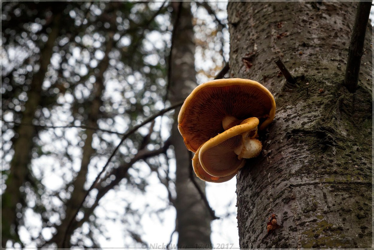 Королевский мухомор и пантерный