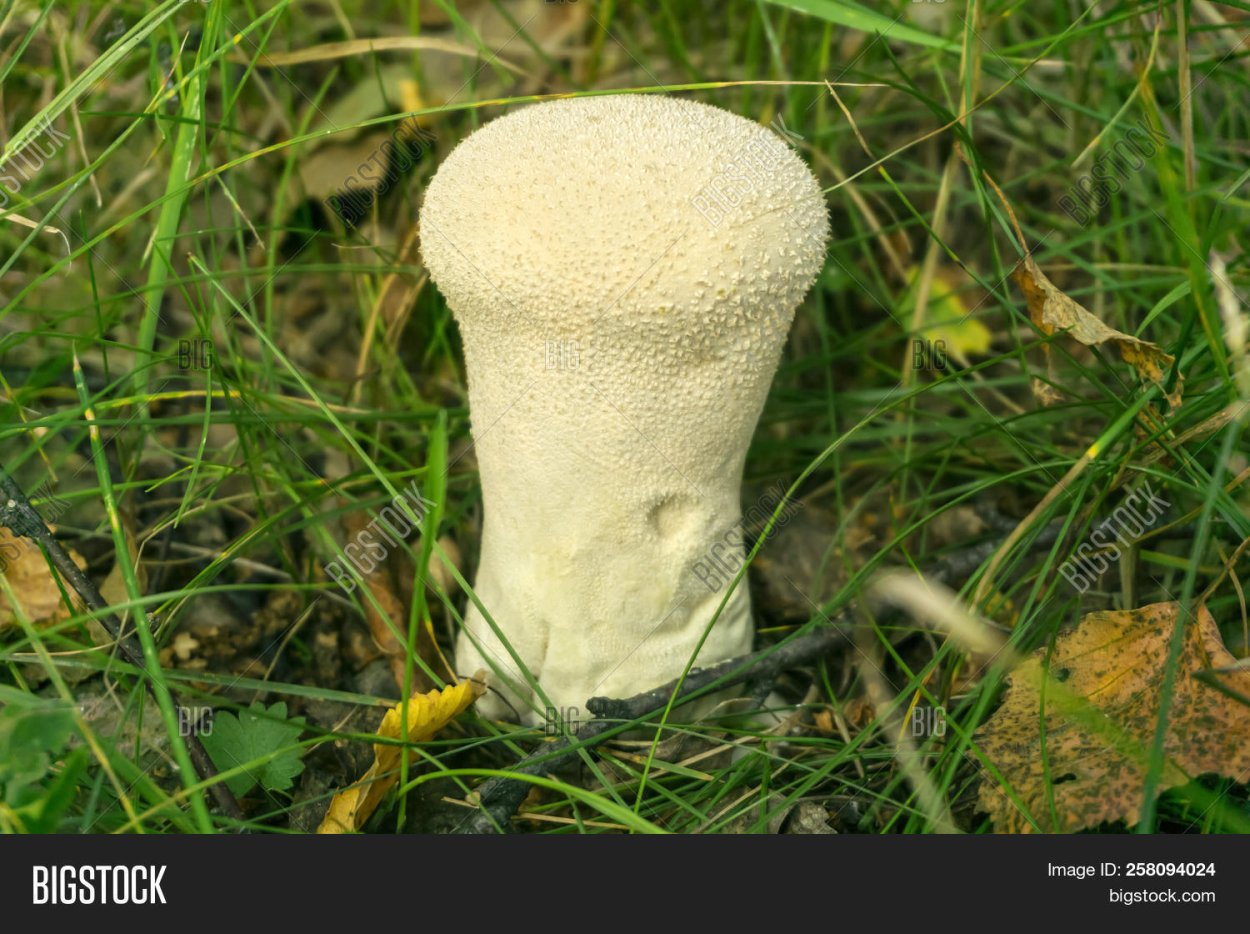 Шиповатый гриб сканворд 6