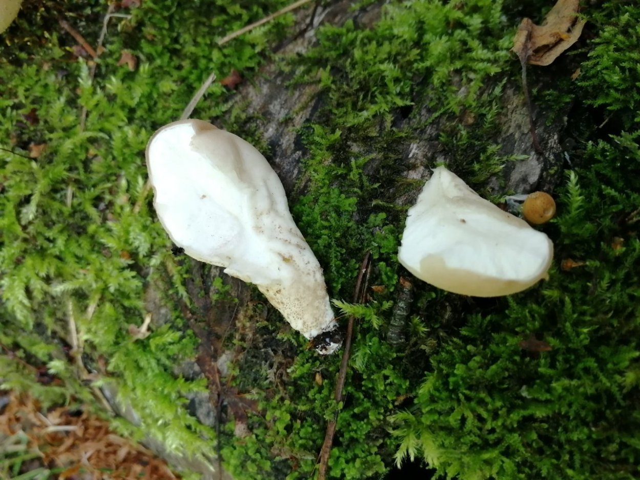 Дождевик гриб на зиму в банках