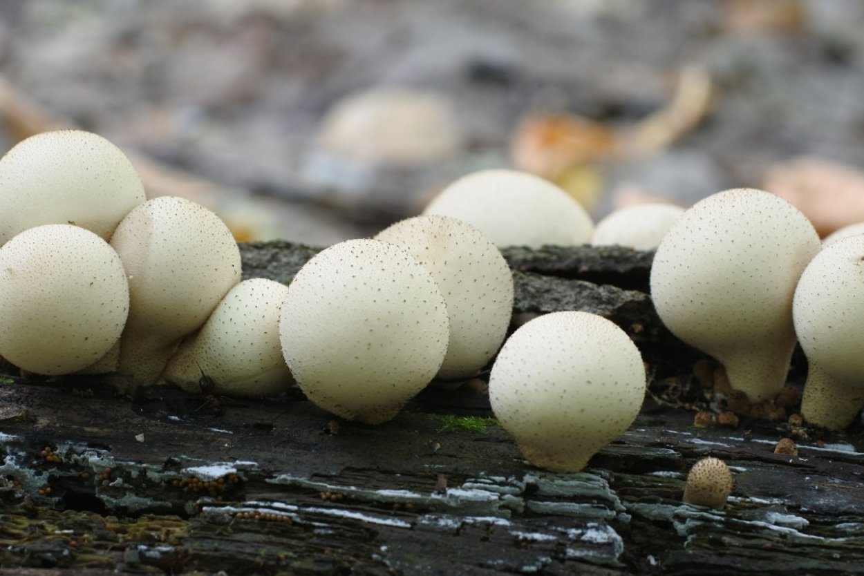 Ложнодождевик звёздчатый