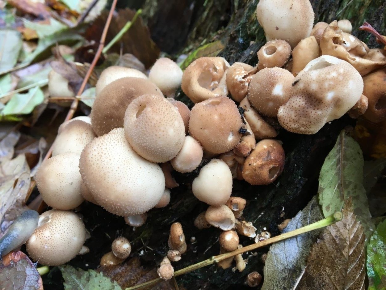 Дождевик грушевидный гриб