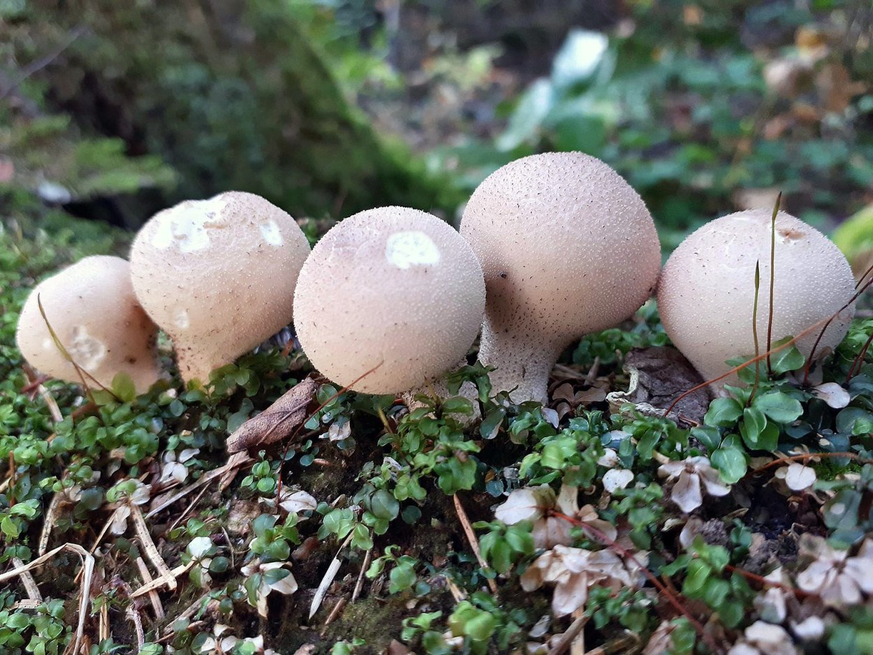 Дождевик грушевидный Lycoperdon pyriforme