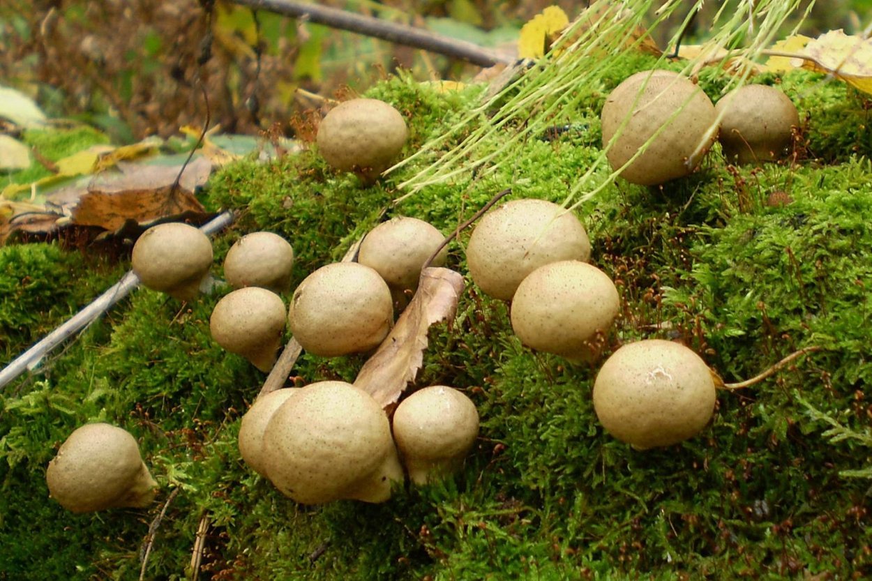 Дождевик грушевидный гриб