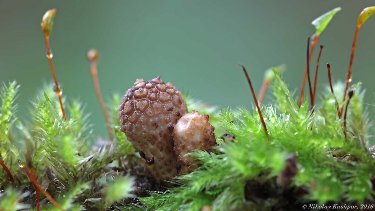 Дождевик грушевидный фото