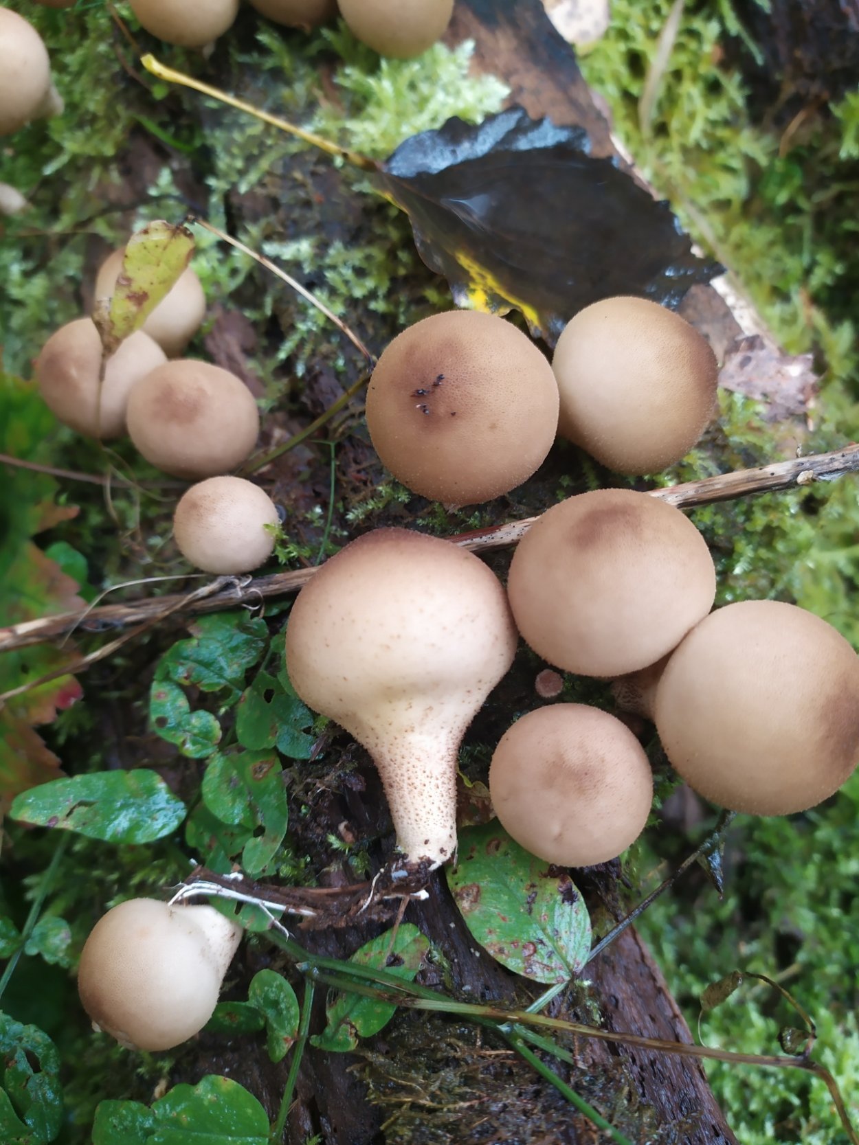 Дождевик белый гриб