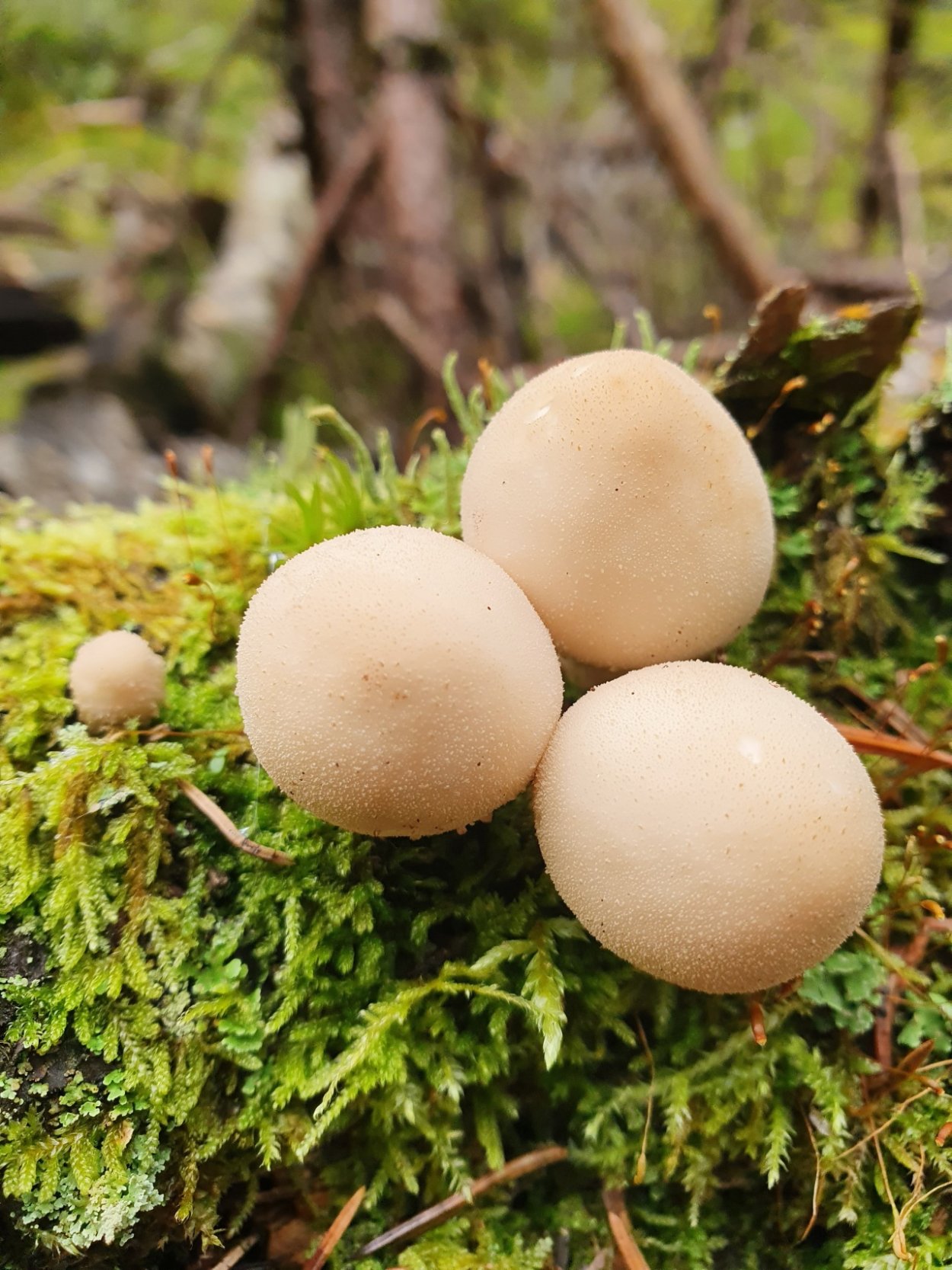 Дождевик грушевидный – Lycoperdon pyriforme pers.