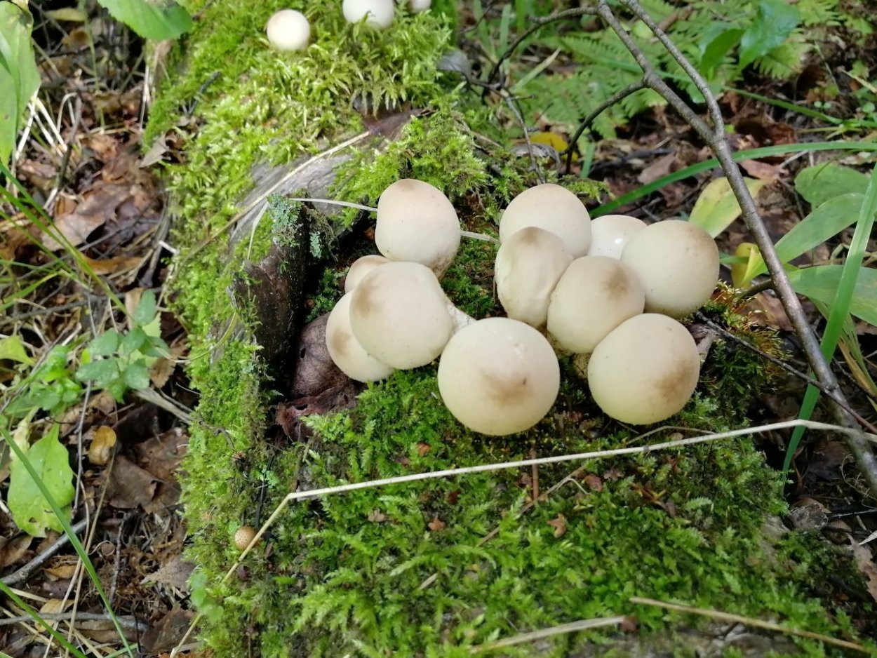 Дождевик грушевидный Lycoperdon pyriforme