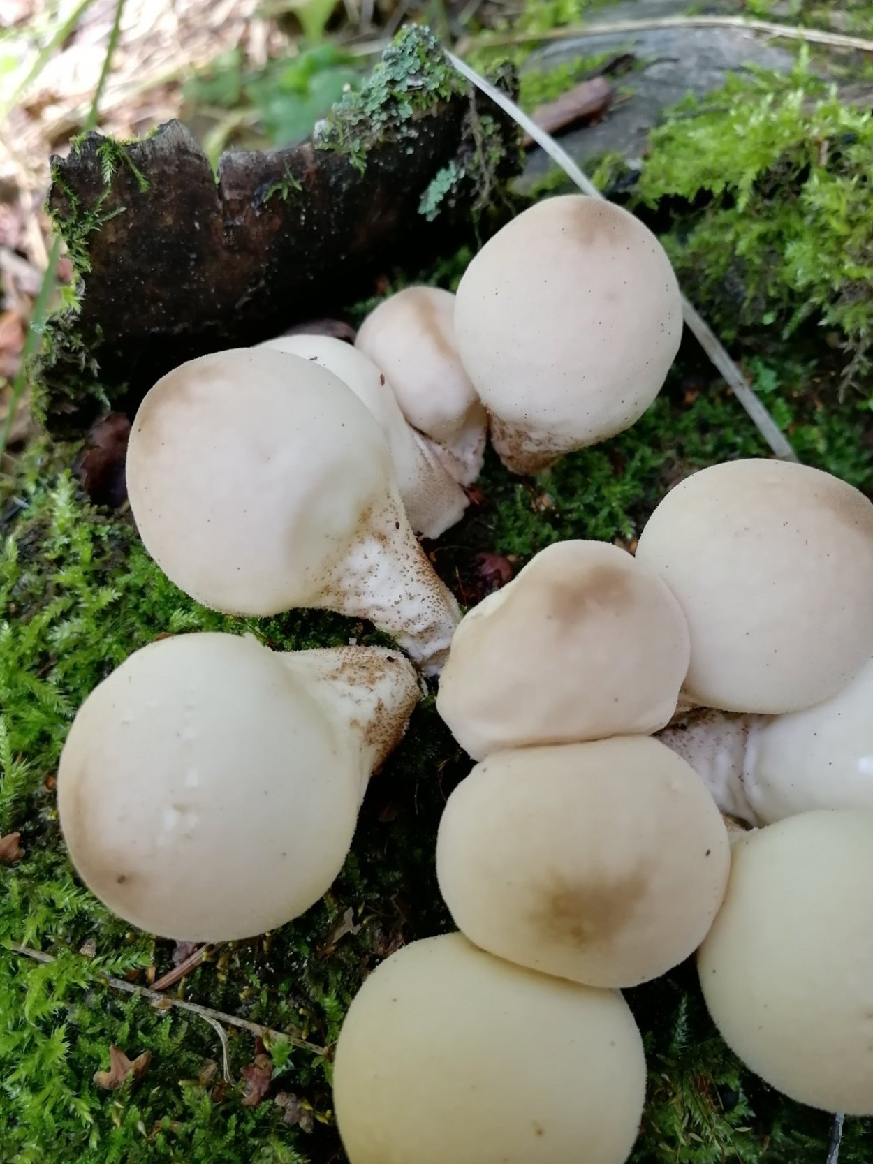 Грибы дождевик (Lycoperdon pyriforme)