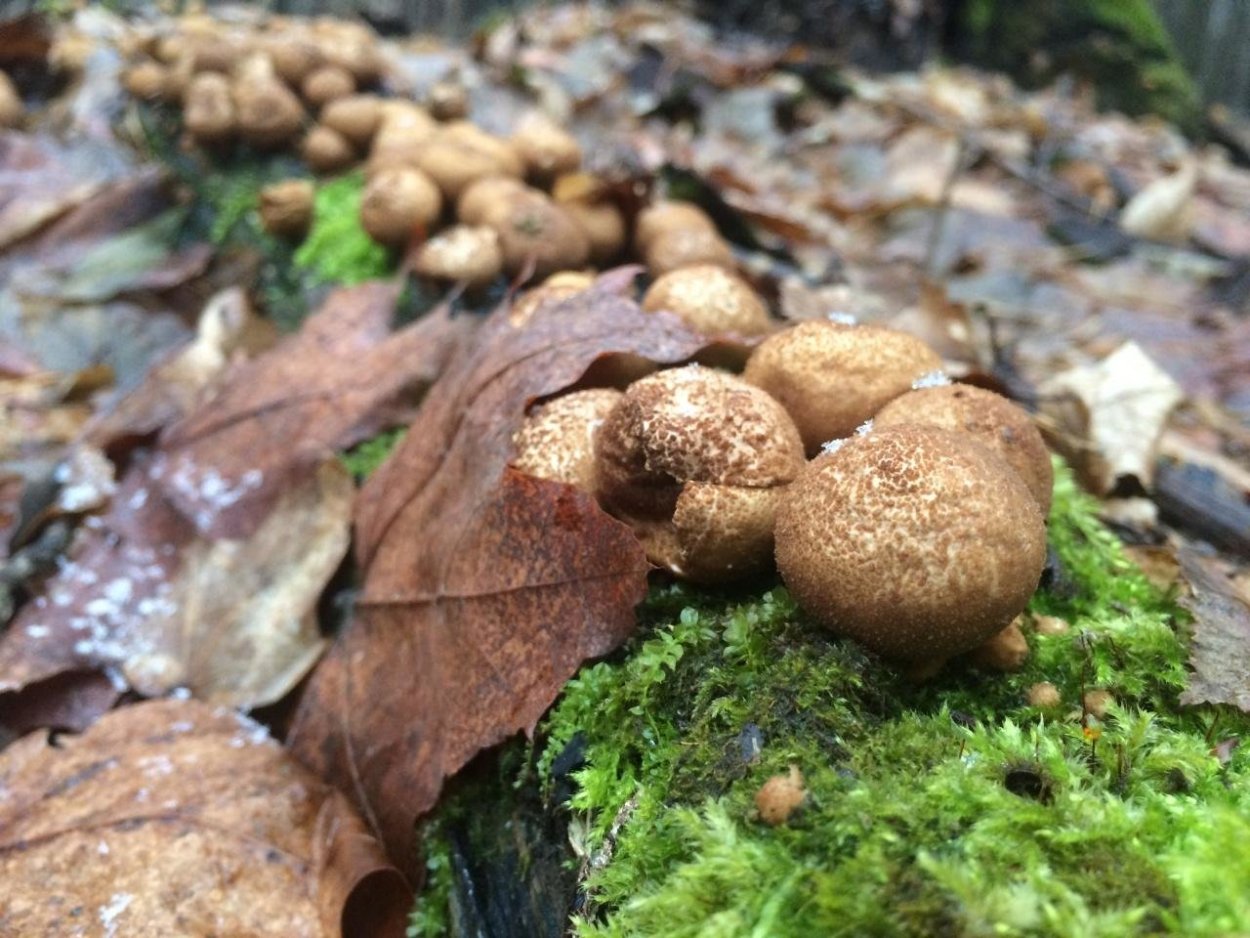 Гриб Дымовик