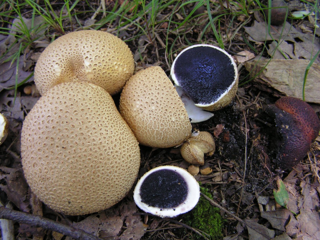 Грибы дождевик (Lycoperdon pyriforme)