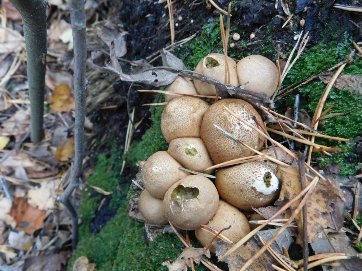 Порховка дождевик грушевидный