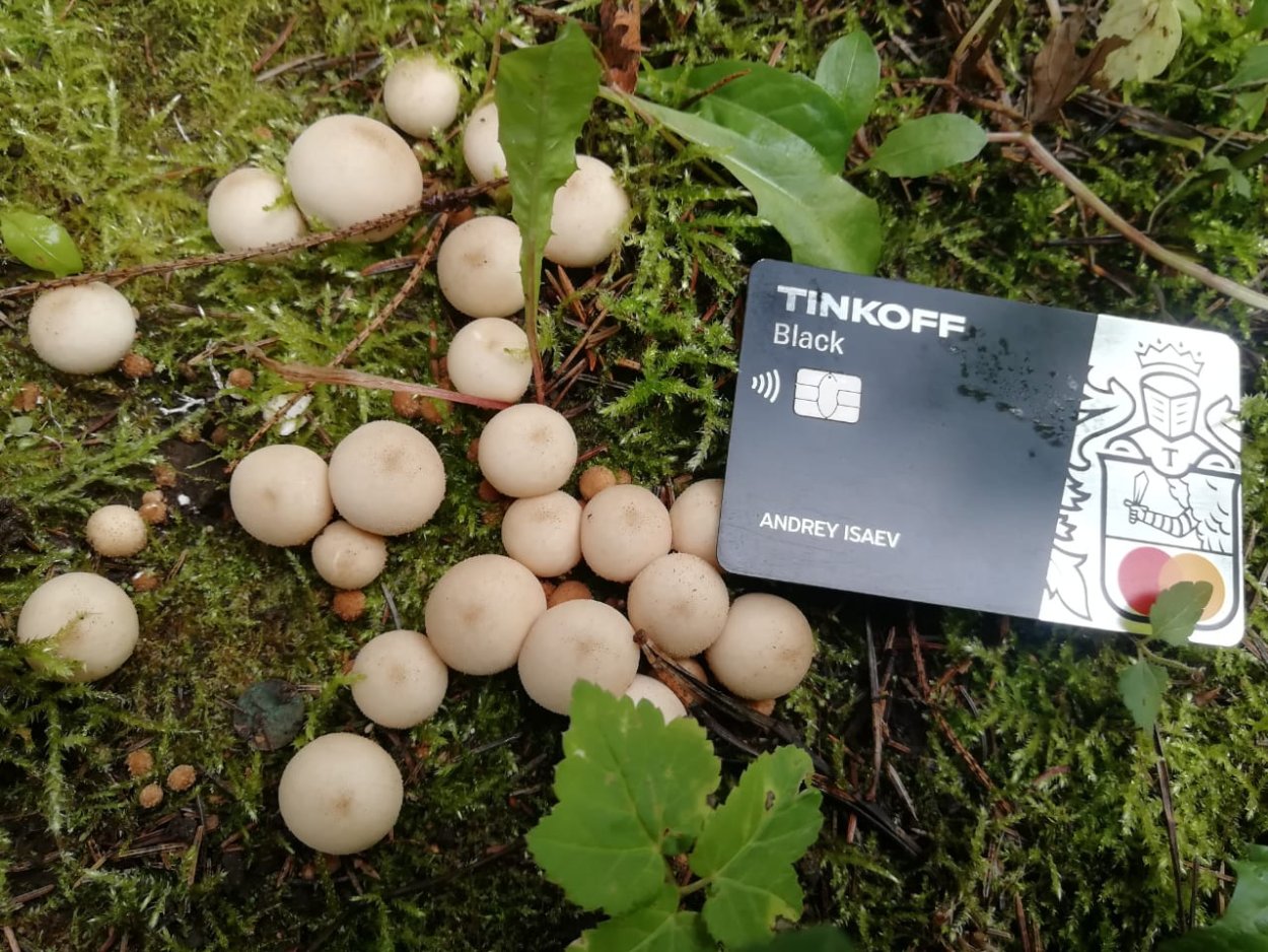 Грибы дождевик (Lycoperdon pyriforme)