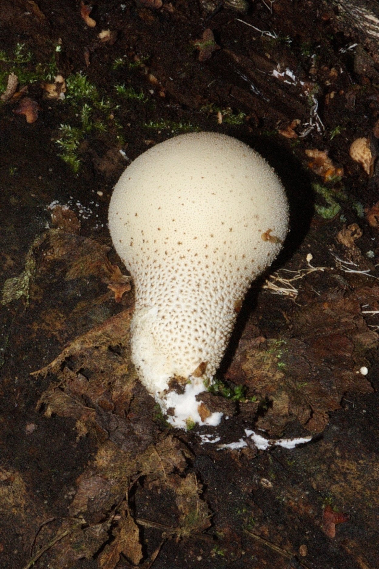 Ложнодождевик звёздчатый