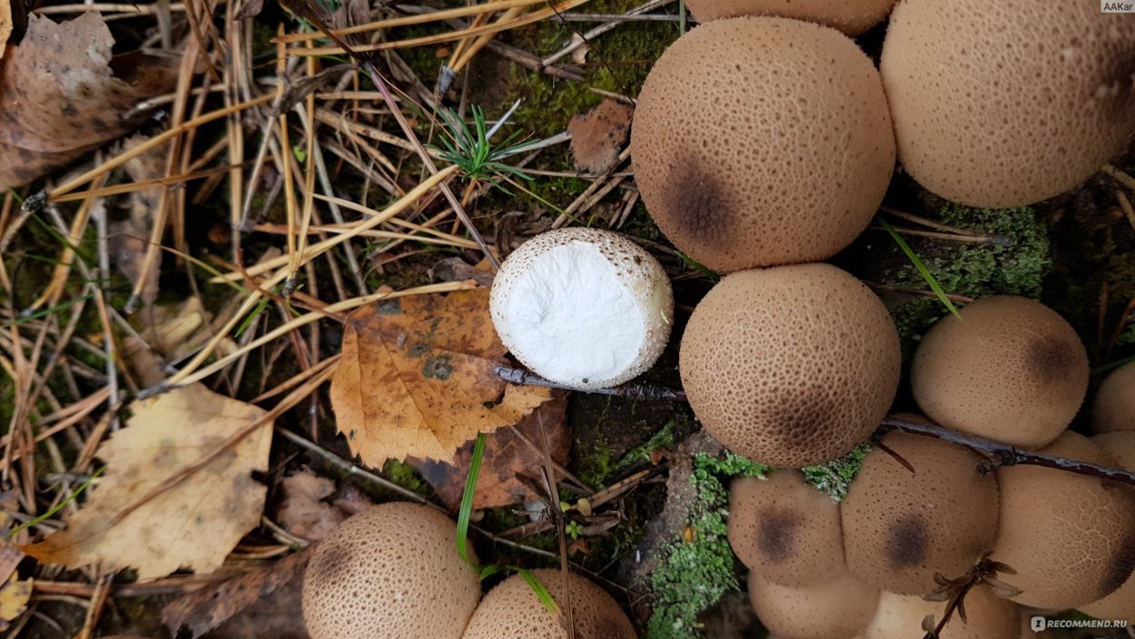 Дождевик Lycoperdon pyriforme
