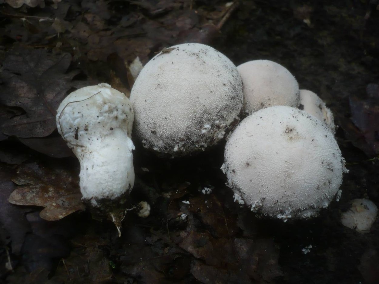 Дождевик грушевидный – Lycoperdon pyriforme pers.