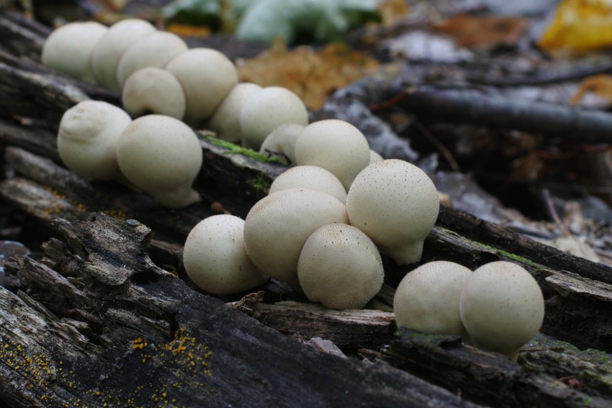 Бовиста гриб дождевик