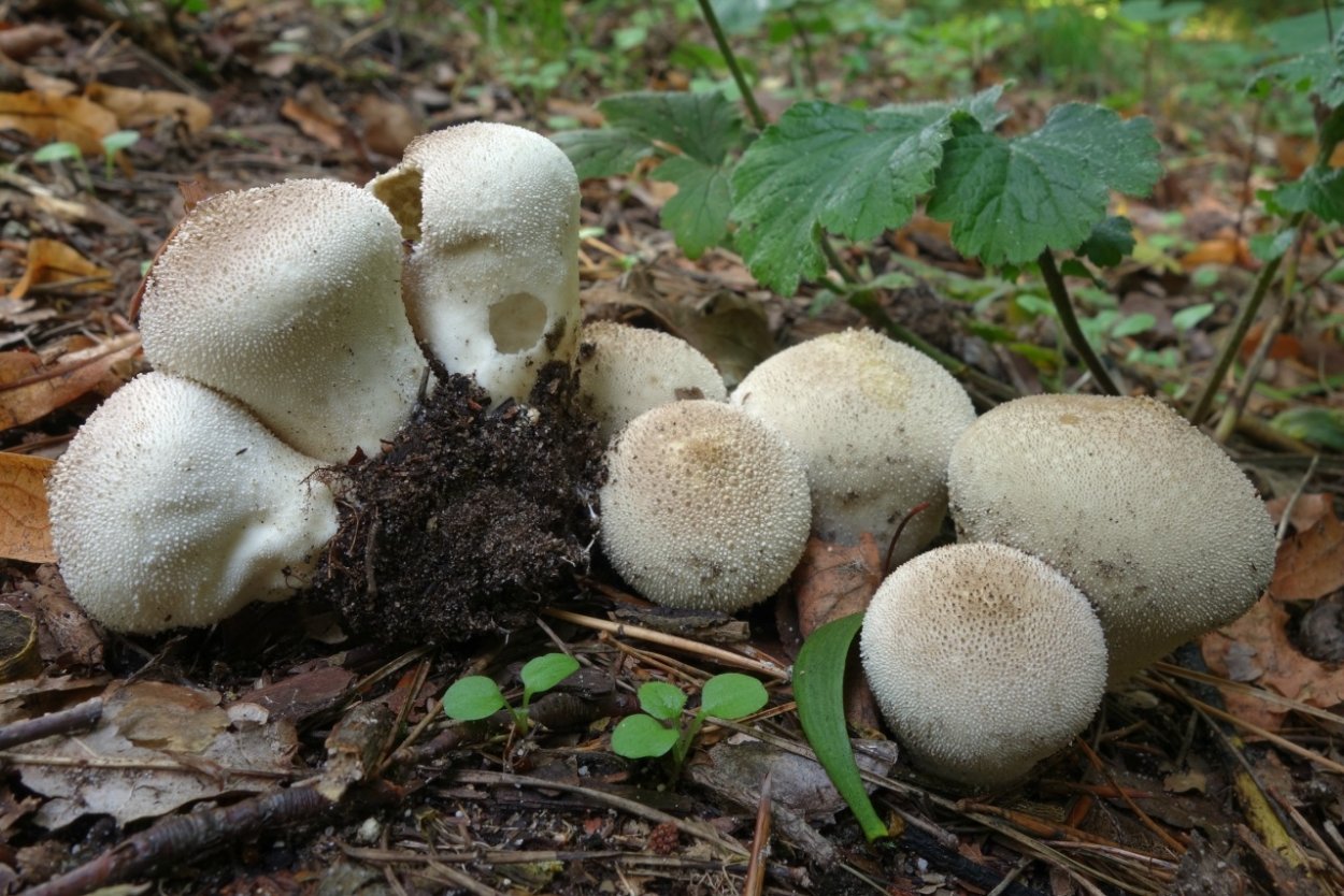 Белоголовник гриб