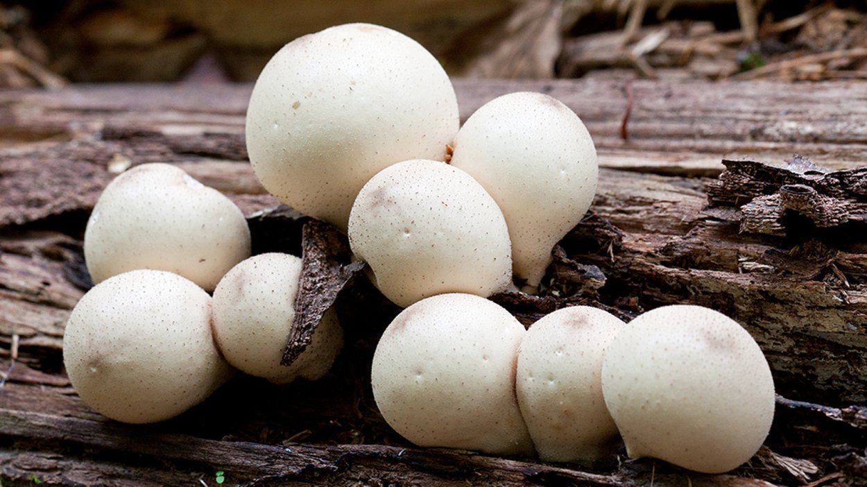 Гриб с грушевидной ножкой