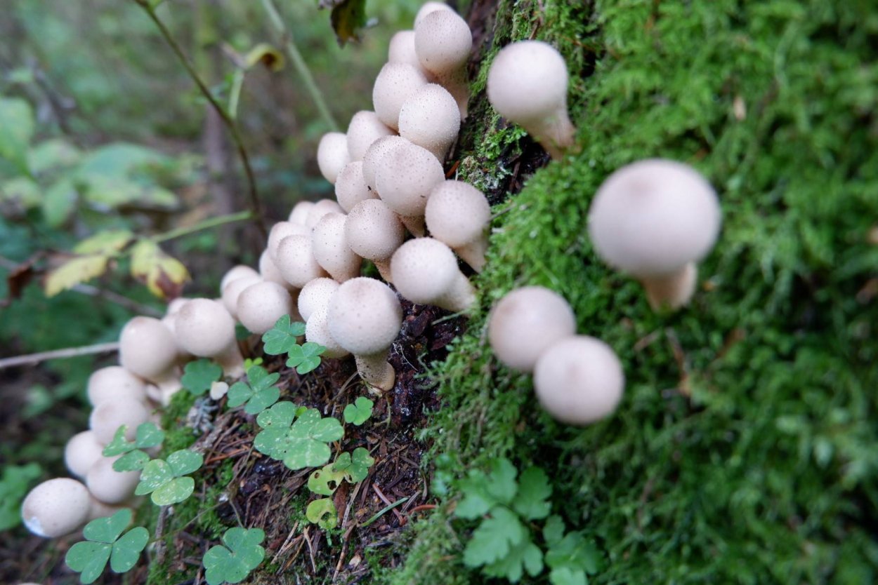 Дождевик гладкий