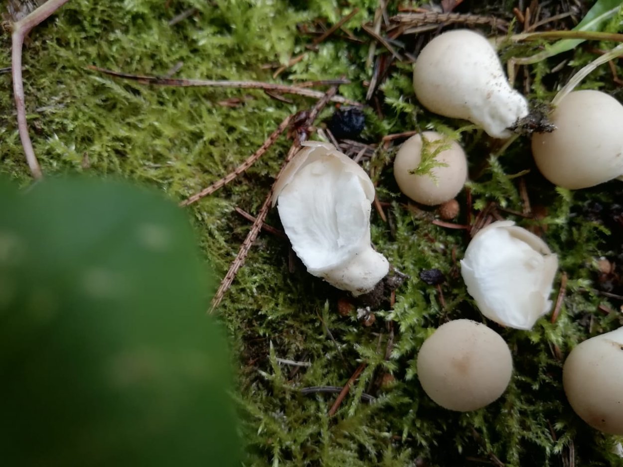 Кто такая дождевик грушевидный