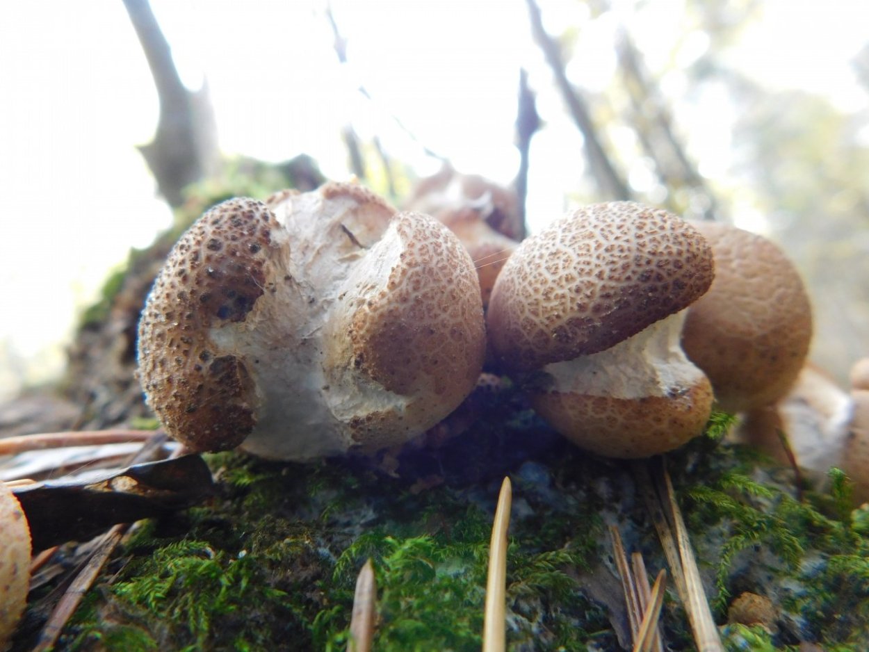 Грибы дождевик (Lycoperdon pyriforme)