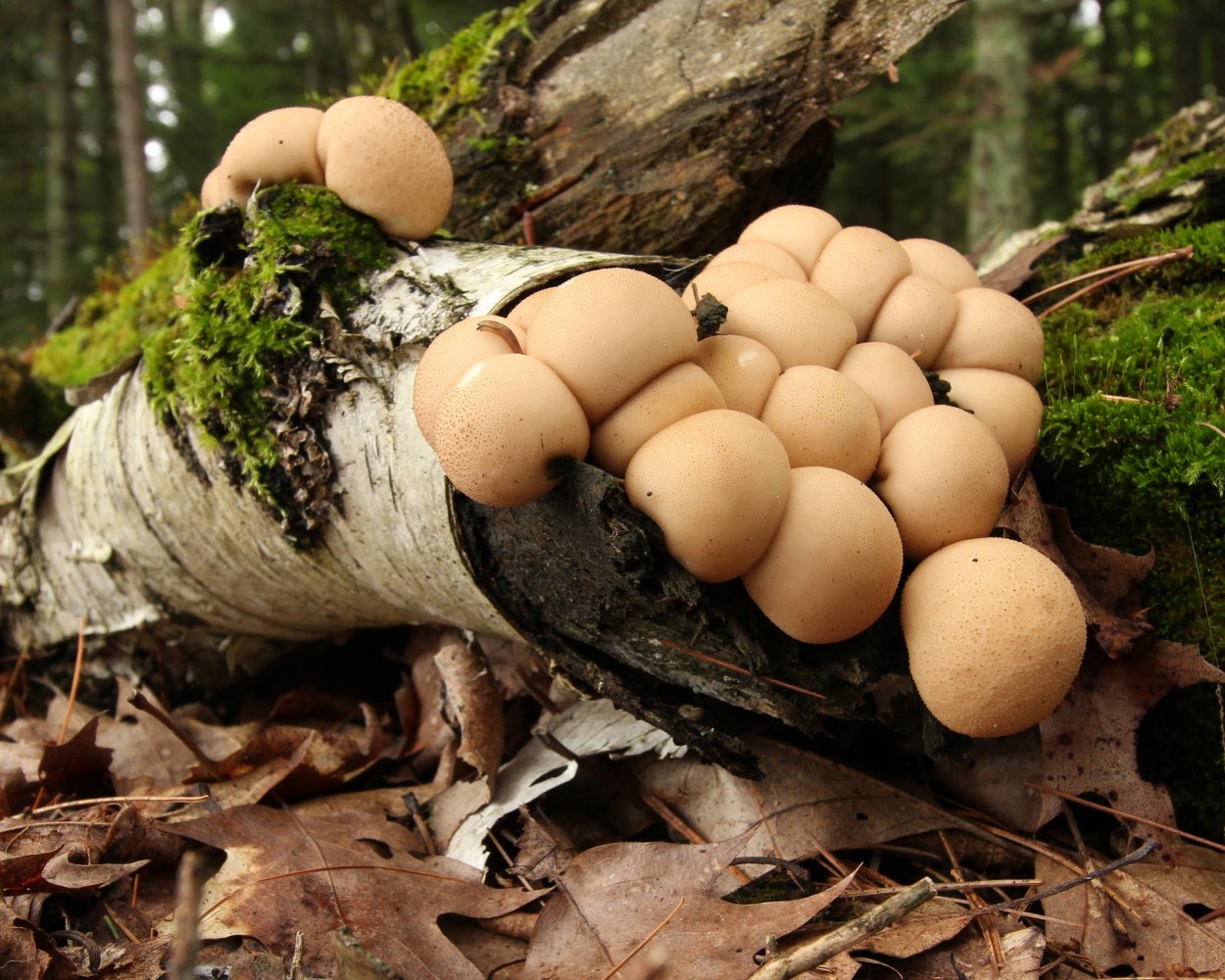 Грибы дождевик (Lycoperdon pyriforme)
