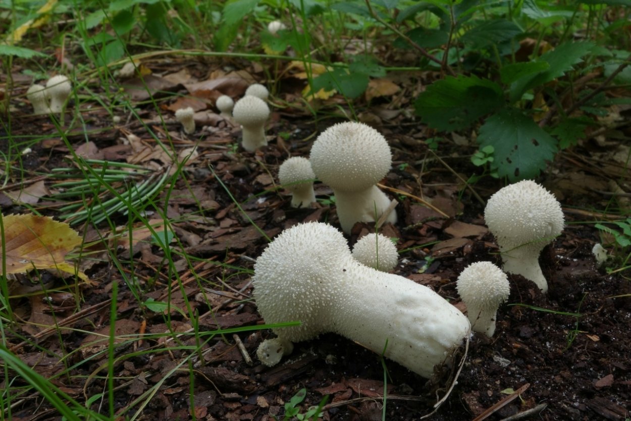 Lycoperdon pyriforme гименофор