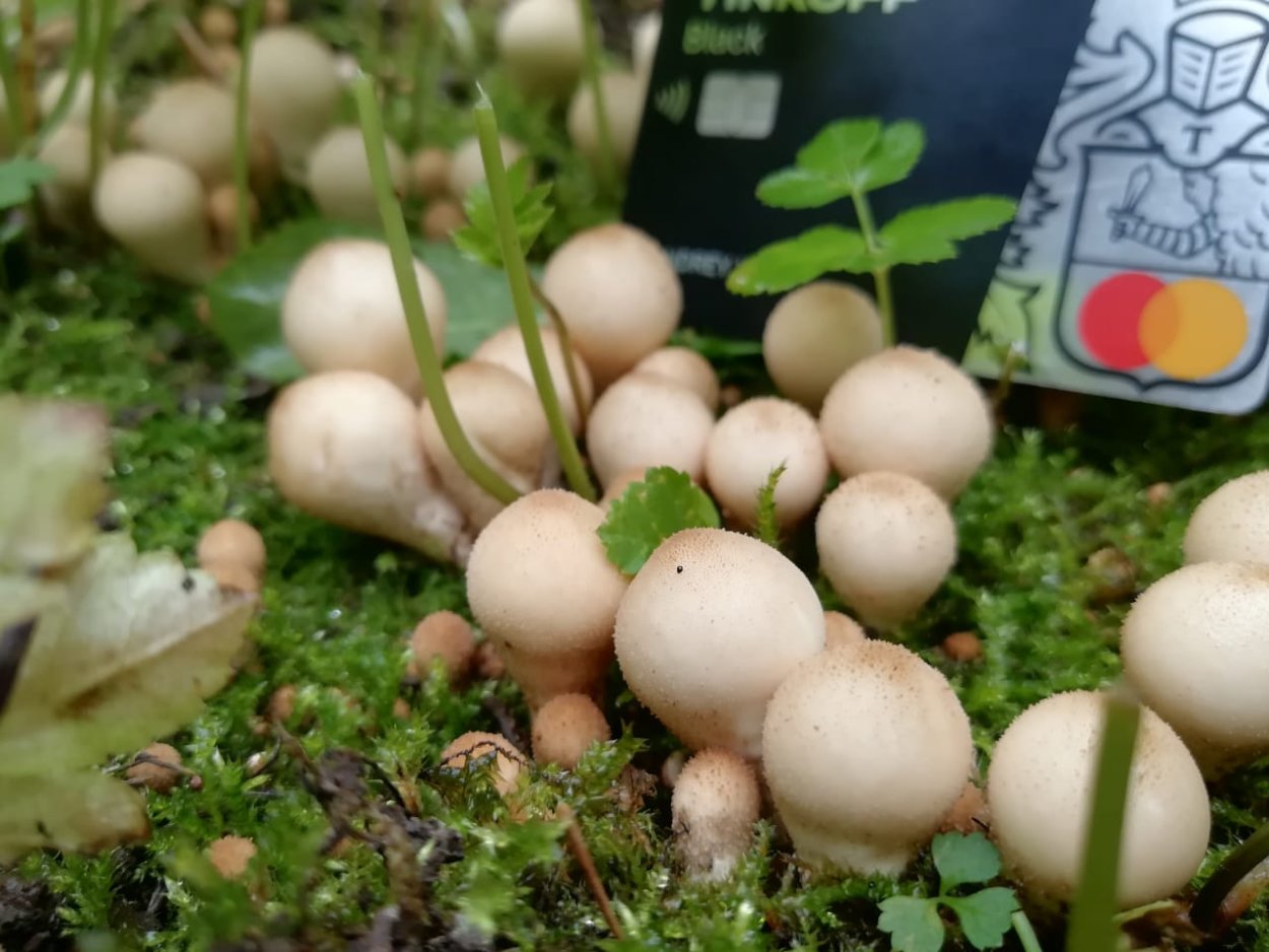 Дождевик pyriforme