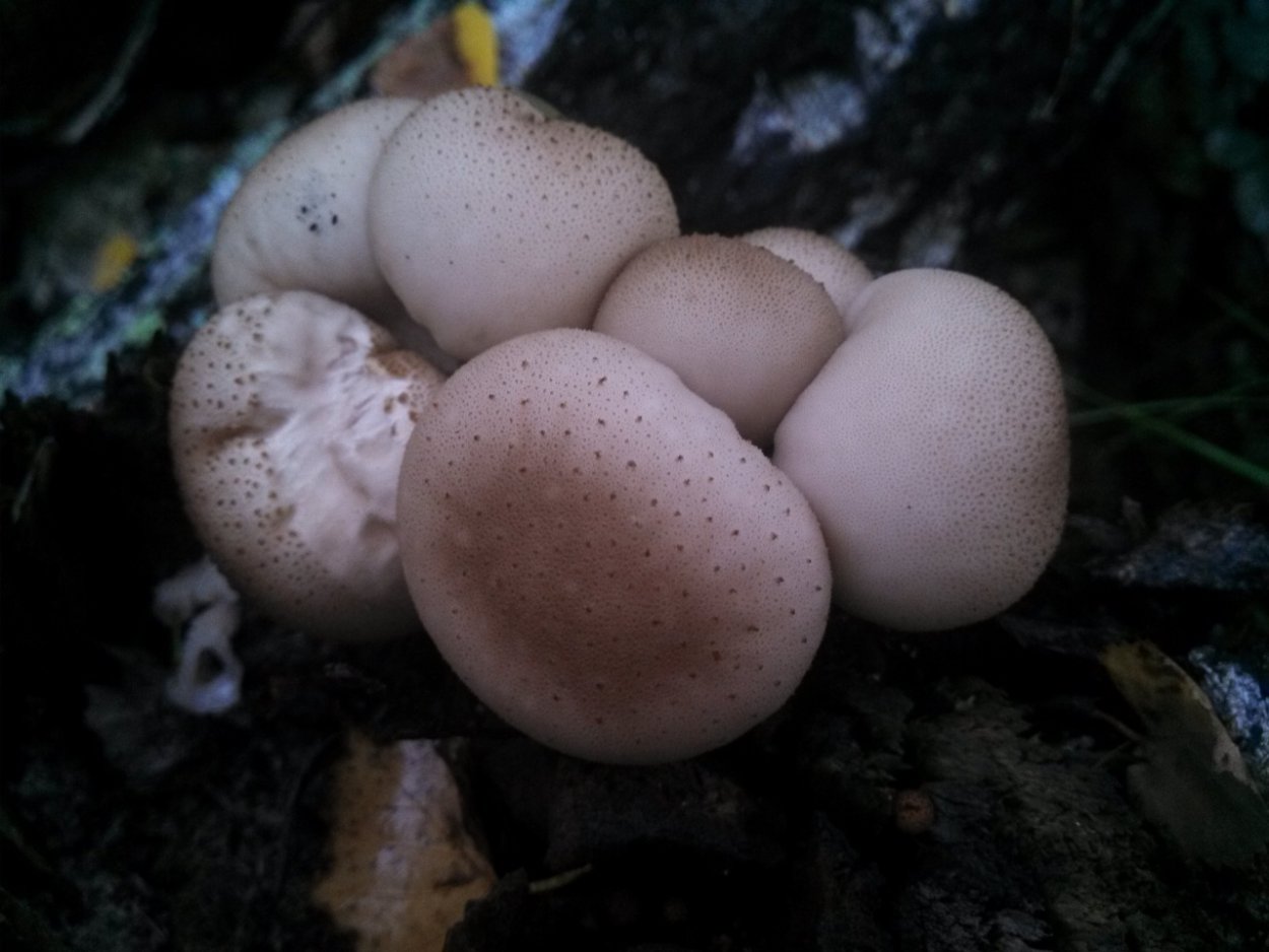 Дождевик гриб