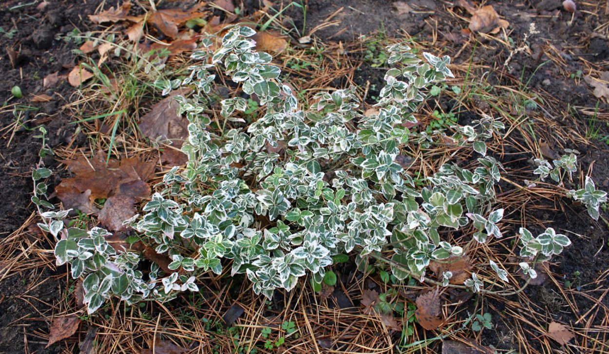 Бересклет Форчуна Эмеральд Геети